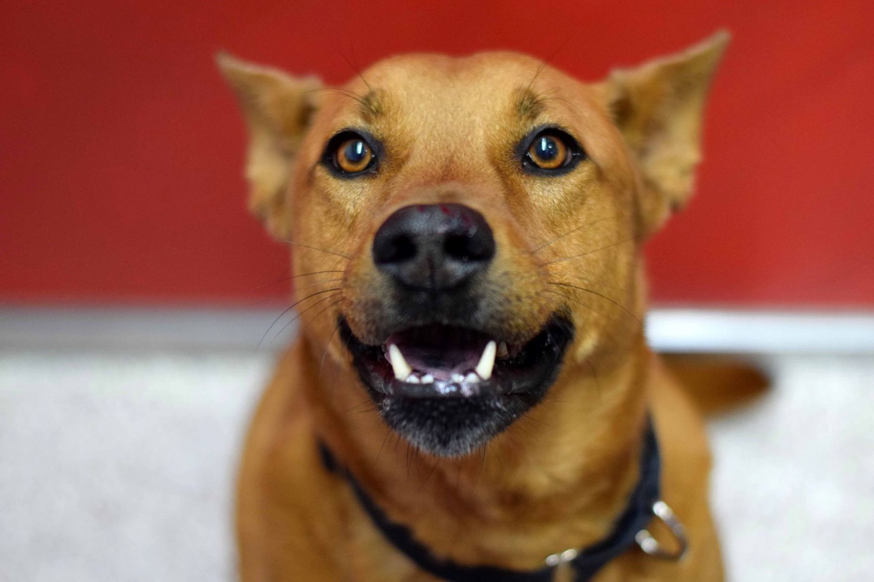 Adopt a friend: Linus